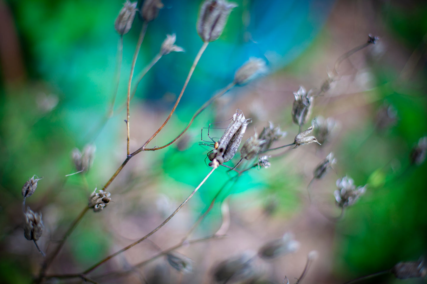 Fotografisk Poster: Imse Vimse
