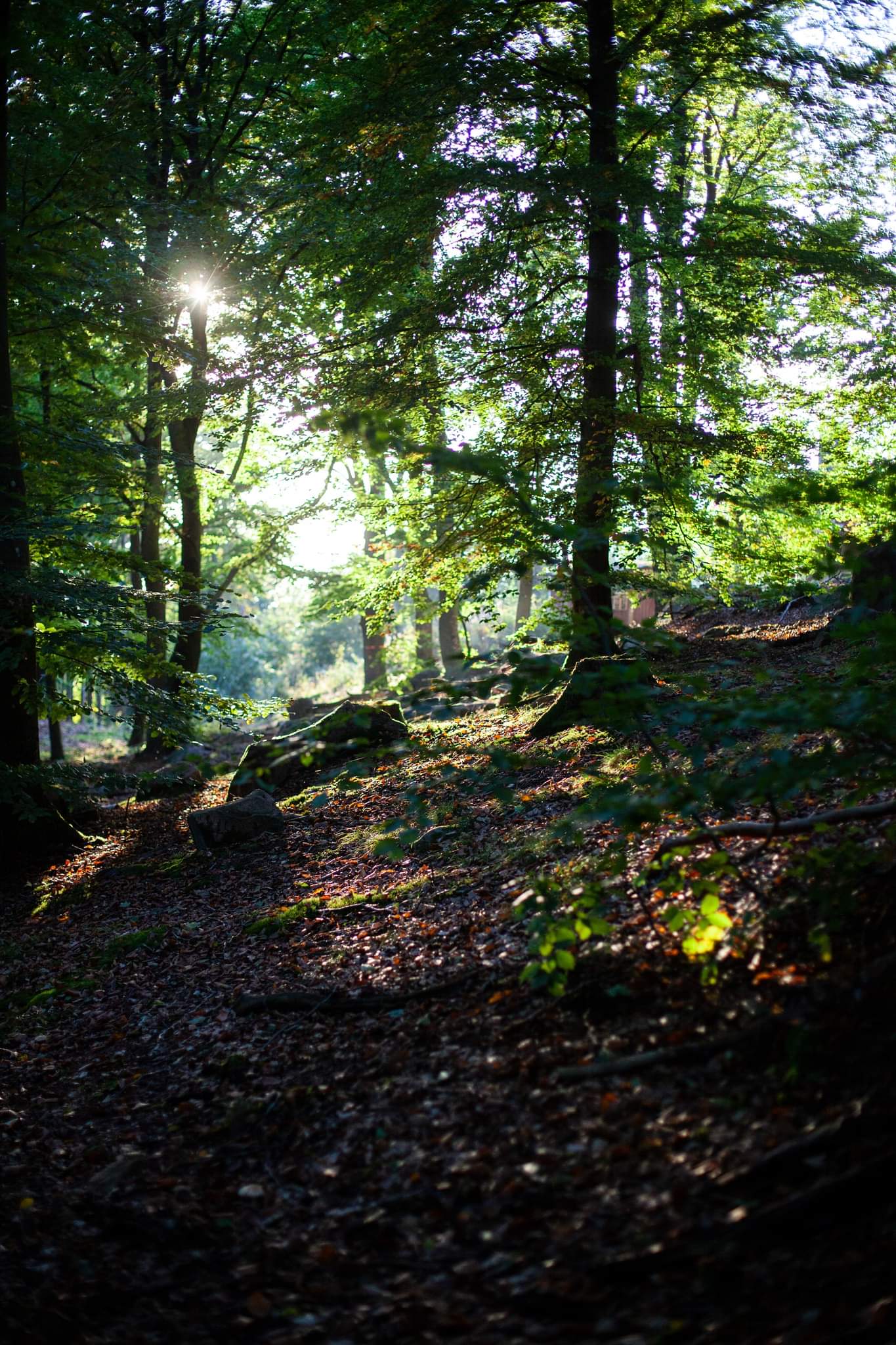 Fotografisk Poster: Hålehall, Bjärehalvön
