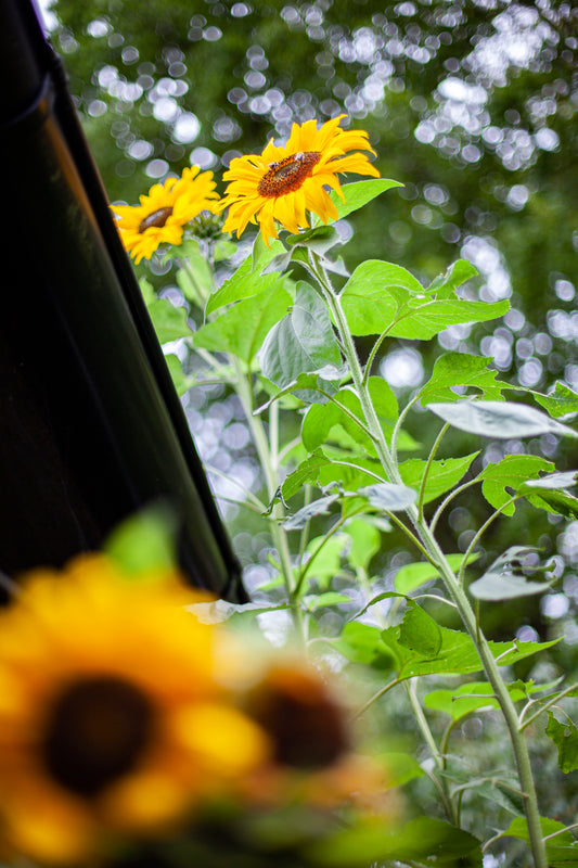 Fotografisk Poster: Solros i bokeh